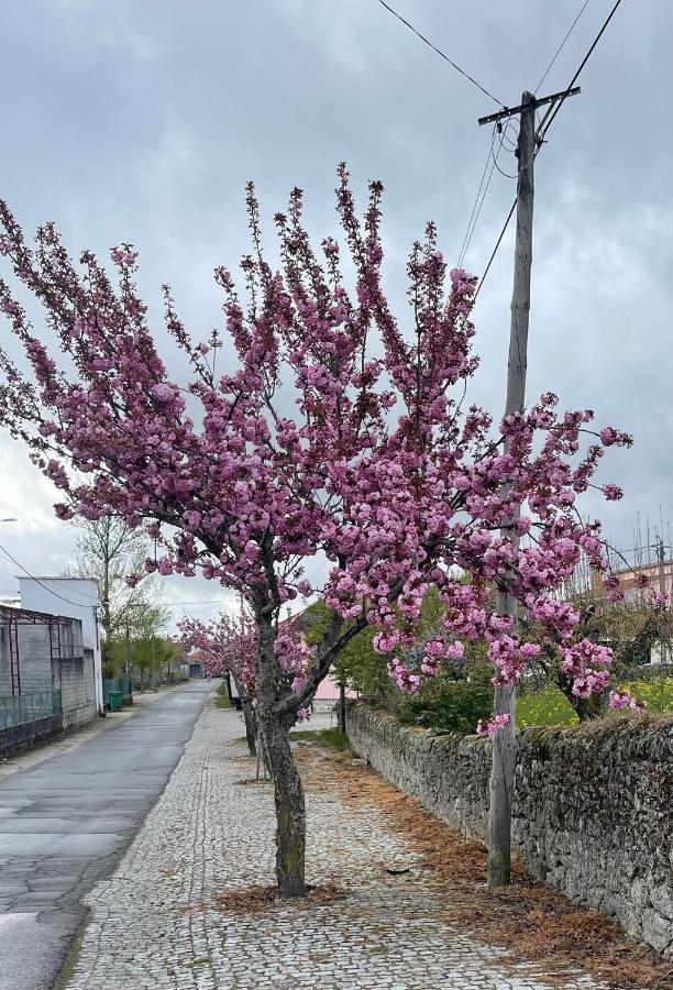 Villa Casa da Burra Alijó Esterno foto